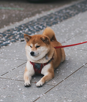 Shibu Inu Resting