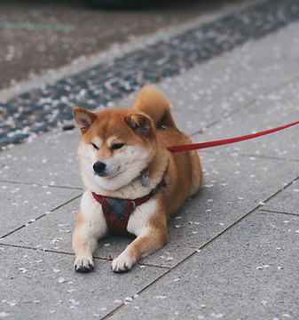 Shibu Inu Resting