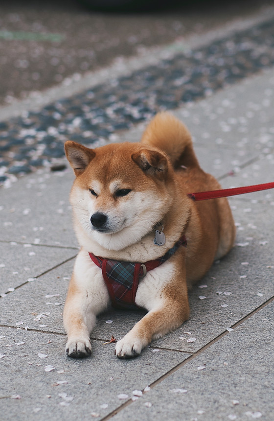 Shibu Inu Resting
