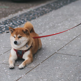 Dog Lead