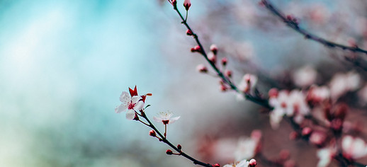 Flower Blossoms