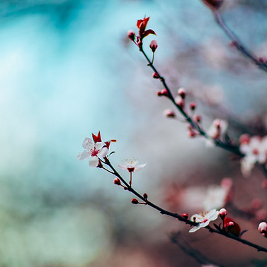 開花