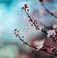 開花