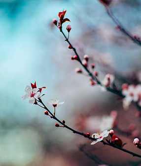Blumen-Blüten