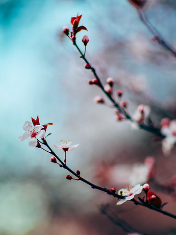Bloesems