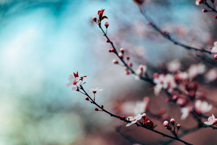 Flower Blossoms