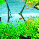 aquarium