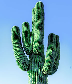 Cactus