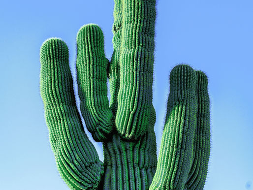 Solar Energy in Maricopa, Arizona: What Homeowners Need to Know