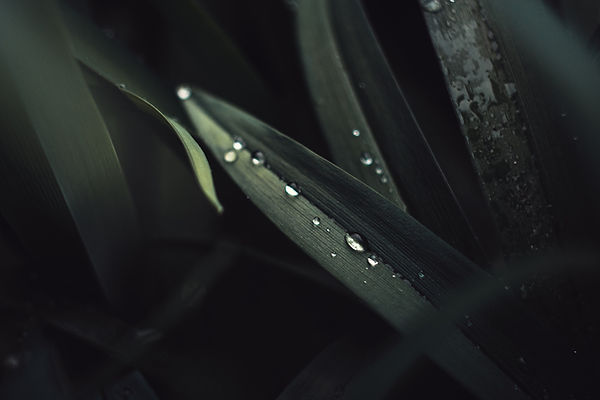 樹葉