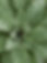 Green Plant Closeup