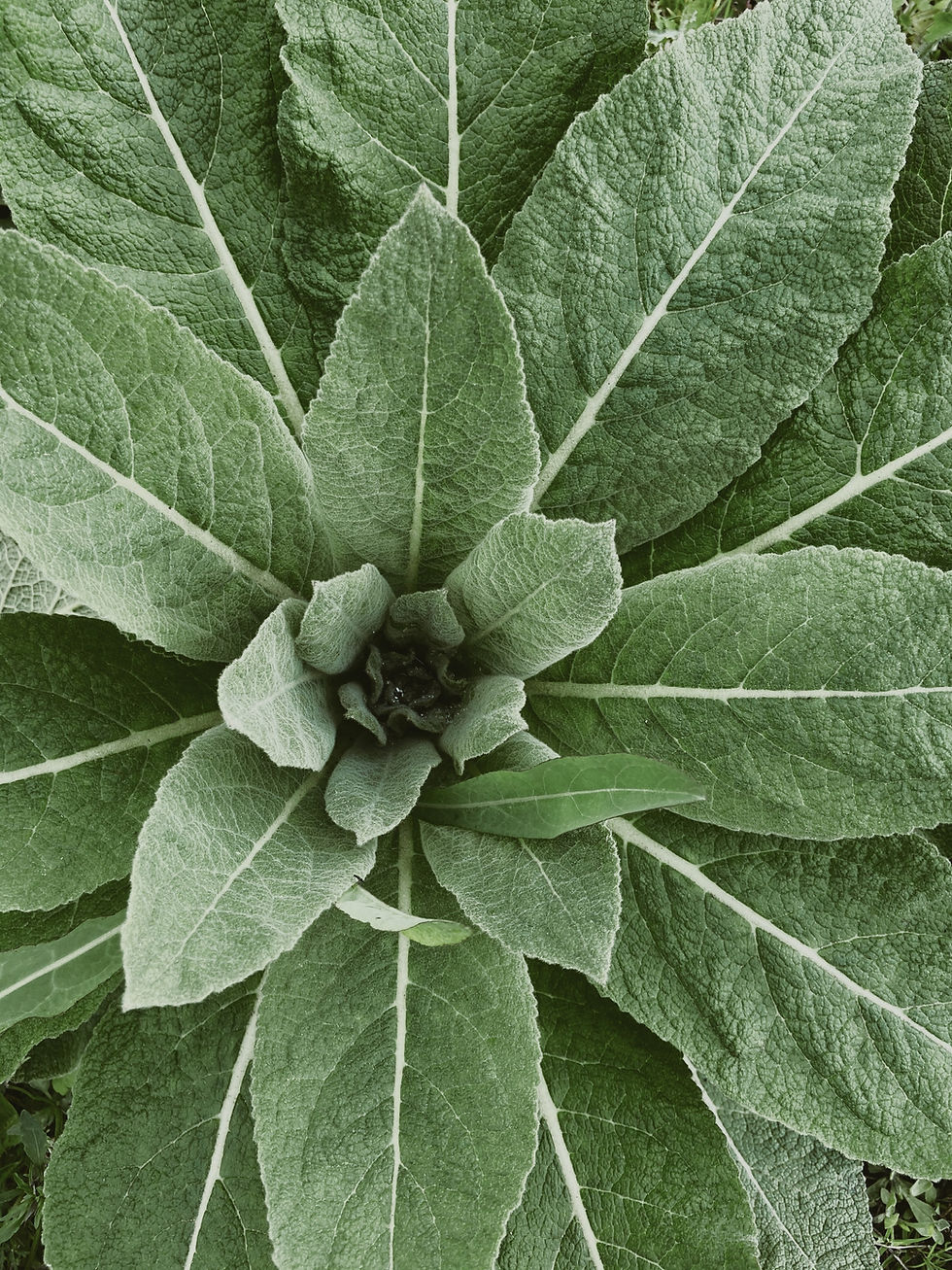 Green Plant Closeup