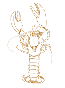 Lobster