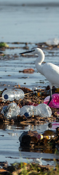 Egret Amid Polluted Water