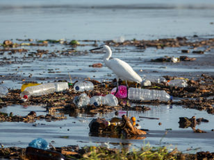 The Myth of Recycling: Why So Much Ends Up in Landfills Anyway