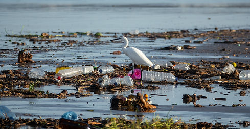 Egret Amid Polluted Water