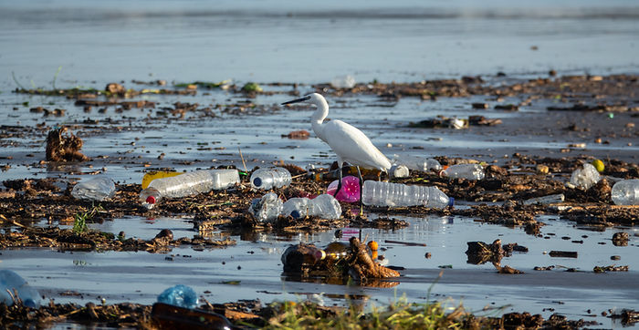 Egret Amid Polluted Water