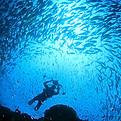 Underwater Photographer in School of Fish