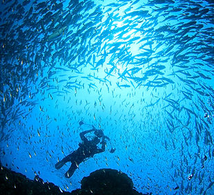 Underwater Photographer in School of Fish