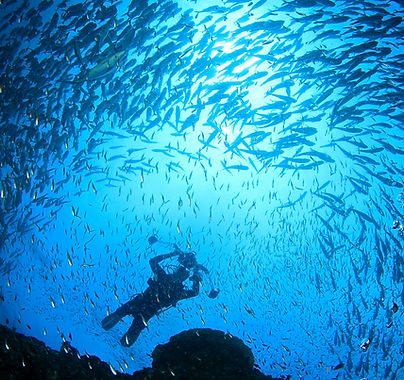 Underwater Diving Scene