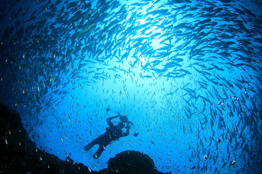 Underwater Photographer in School of Fish