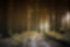 Wald und Natur