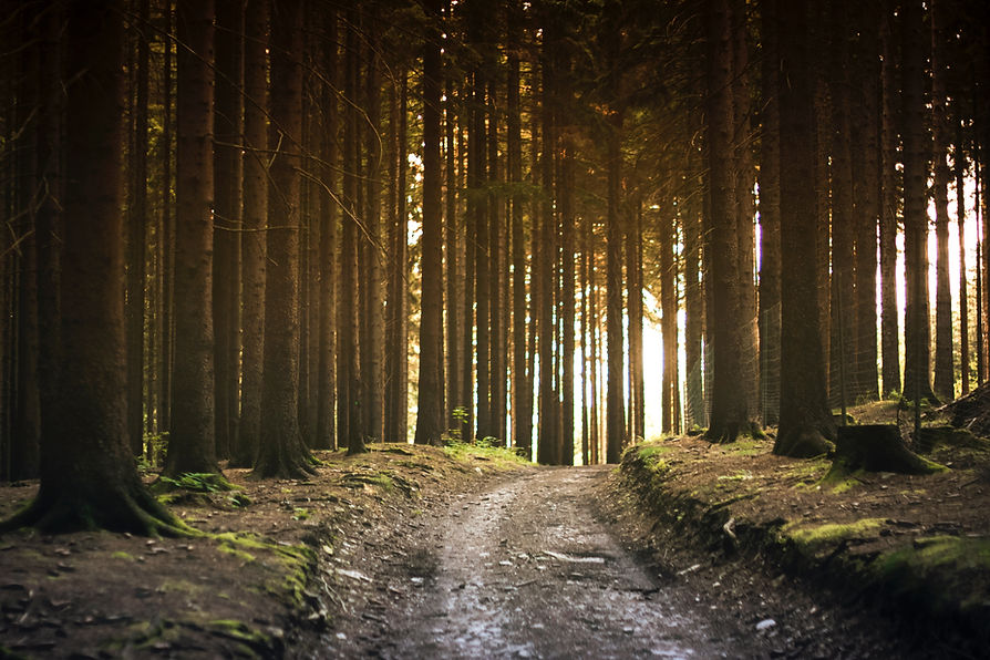 Forest Path View
