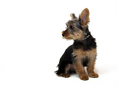 ヨークシャーテリア