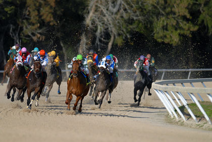 Horse Racing Analysis 