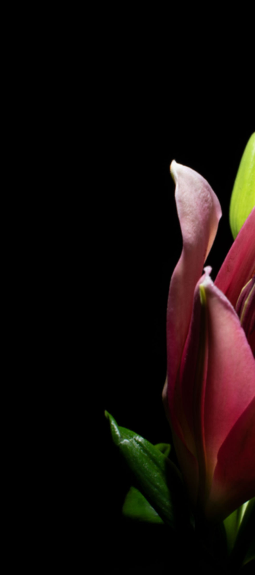 Lilies