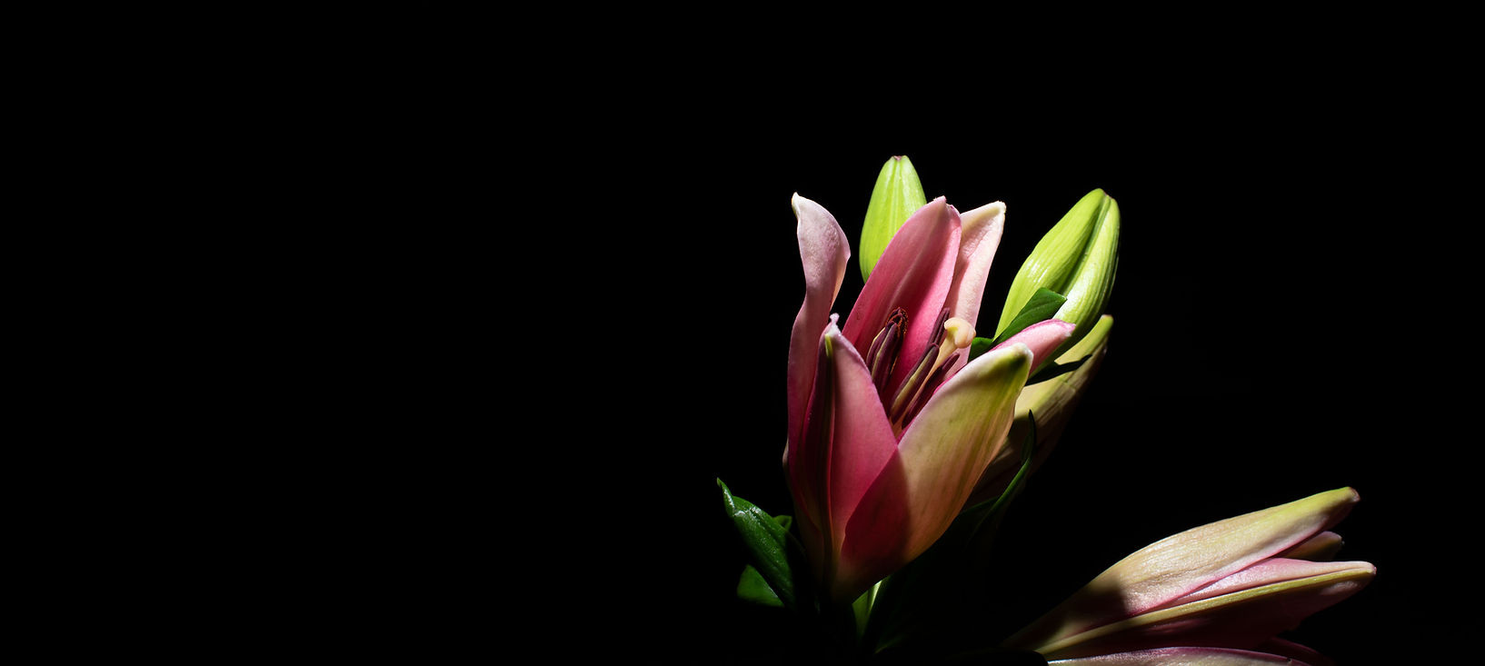 Lilies 