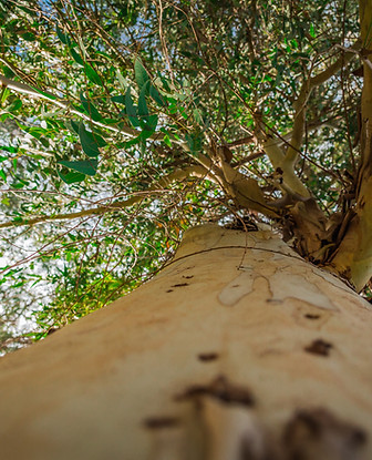 Arbre d'eucalyptus