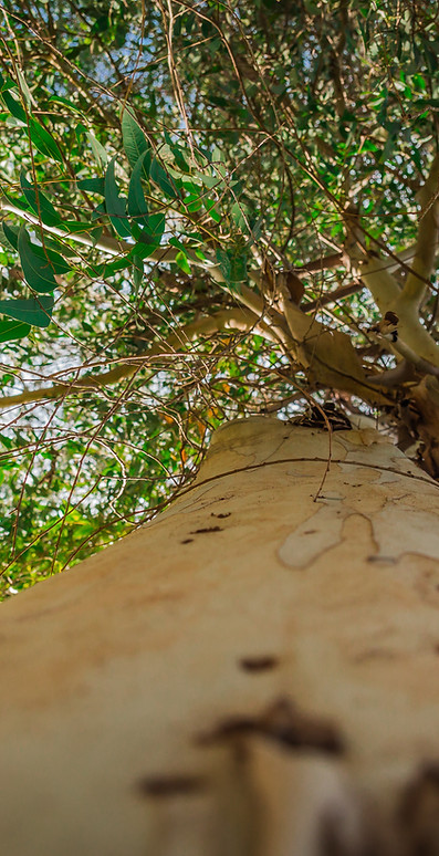 Eucalyptus Tree