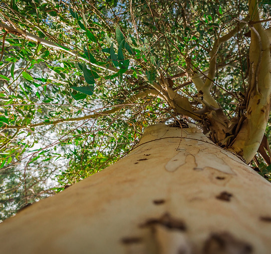 Looking up from the bottom of a tree to a sunny sky