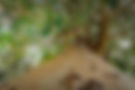Eucalyptus Tree