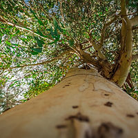 פרסומים שונים