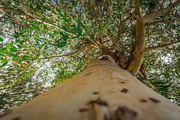 Arbre d'eucalyptus