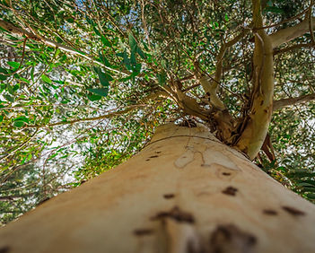 Tall Tree Perspective