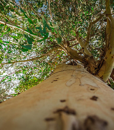 Arbre de vie numérologie