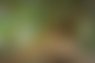 "To the one who is victorious, I will give the right to eat from the tree of life.."(Rev. 2:7)