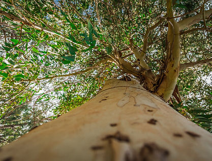 Arbre d'eucalyptus