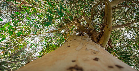 Eucalyptus Tree