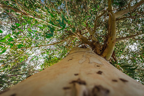 Tall Tree Perspective