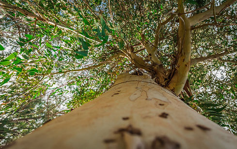Eucalyptus Tree