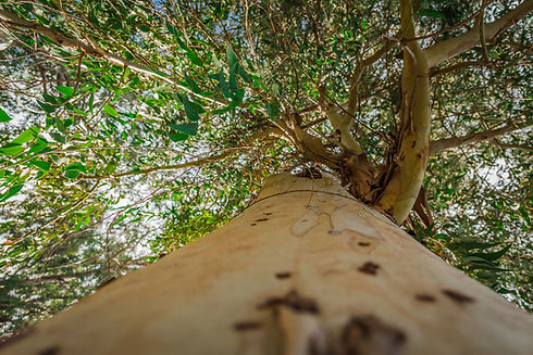 Arbre d'eucalyptus