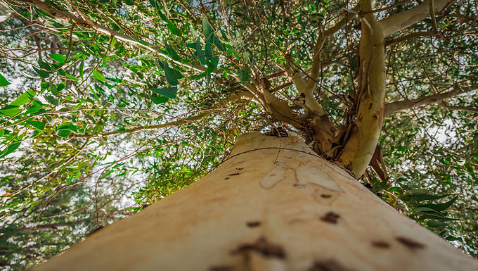 Respirer comme un arbre