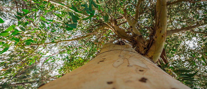 Eucalyptus Tree