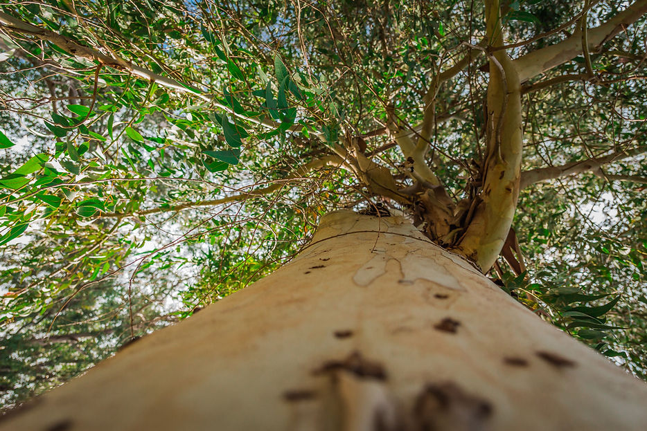 Arbre d'eucalyptus