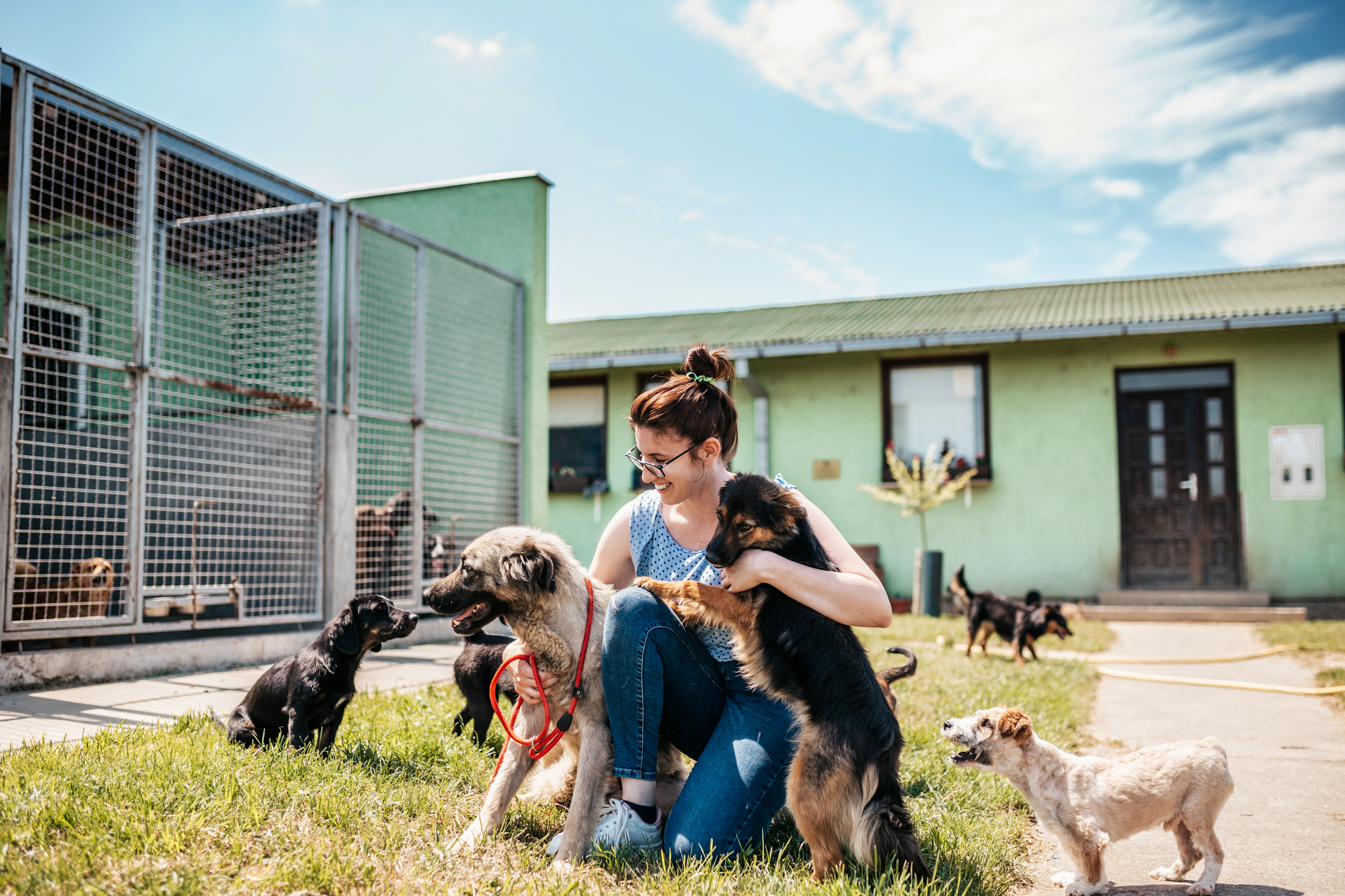 Woman with Shelter Dogs