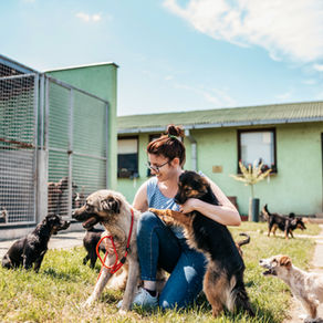 Happy lady surrounded by dogs at a shelter.